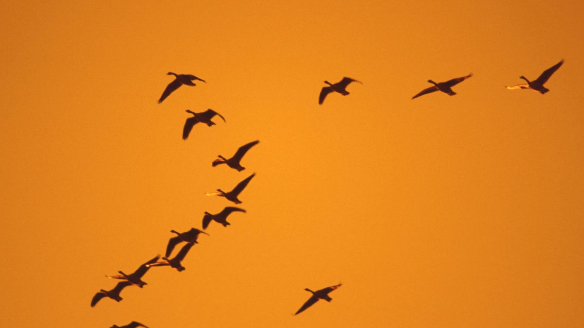 Geese over the skies of Norfolk UK