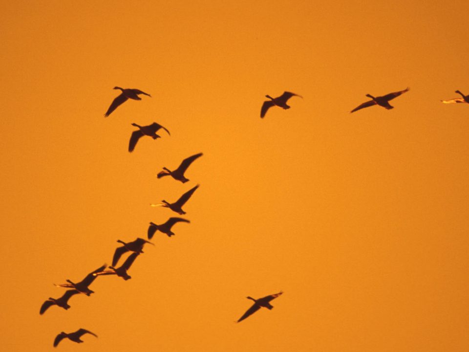 Geese over the skies of Norfolk UK