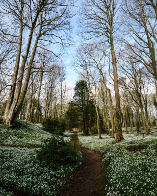 Snowdrop walk, Walsingham 🪧

For an evocative winter walk head to Walsingham Abbey in Norfolk which will open for the Snowdrop walks from Wednesday 24th January 2024. 

This is where snowdrops cast a new light upon the crumbling stone of the old abbey. This is a perfect spot, tucked away with a beautiful stream which can run fast and high. Glorious hellebores and aconites as well as the carpets and carpets of snow drops. Walsingham Abbey is in the centre of the village of Little Walsingham.

Walsingham Abbey is famous for the beautiful ruins of the Priory of our Lady of Walsingham, and nowadays it’s spring snowdrop walk around the ruins that stand among the lawns, with woodland and river walks extending to 18 acres.

Admission at the High Street Gate (What3words remover.dusted.reliving). Admission to the Shirehall Museum is included in the admission ticket. Access to the Museum is from within the Grounds. Dogs welcome, must be on their lead throughout their visit.

Adult £6.50, child £2.50, under 6 free. Booking is required, card payments only.

📸 Collette Goddard